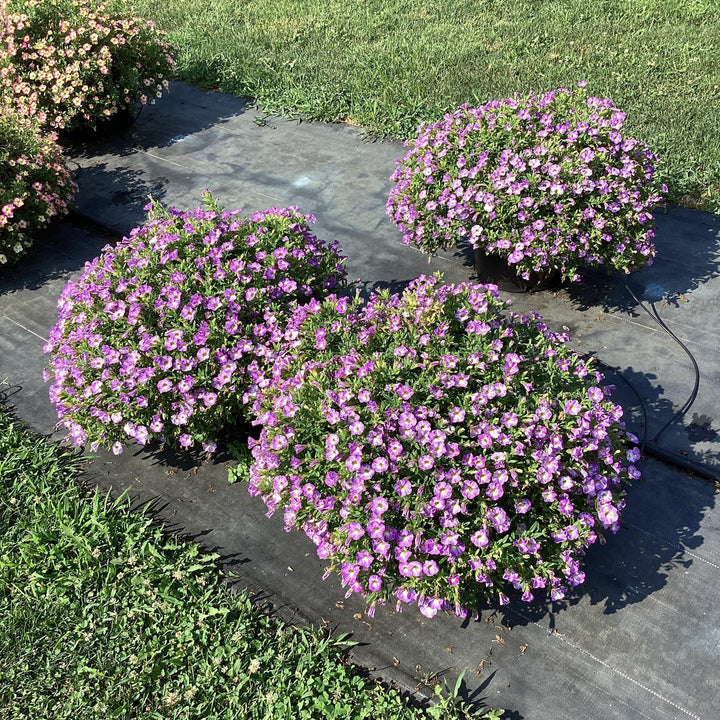 Calibrachoa hybrida 'Balchadend' ~ Cha-Cha™ Diva Lavender Calibrachoa-ServeScape