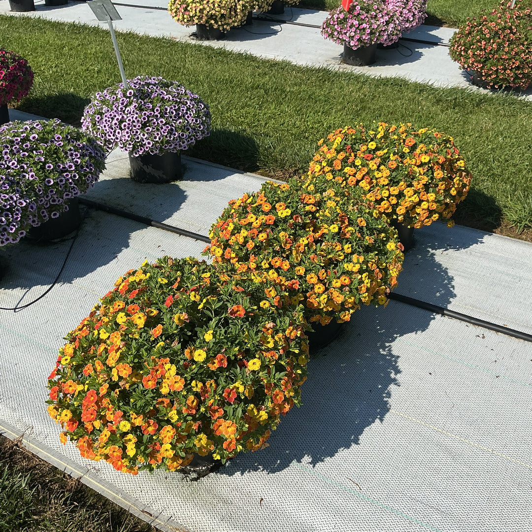 Calibrachoa hybrida 'Balchadior' ~ Cha-Cha™ Diva Orange Calibrachoa-ServeScape
