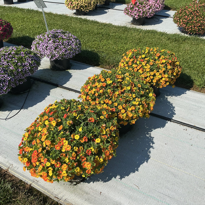 Calibrachoa hybrida 'Balchadior' ~ Cha-Cha™ Diva Orange Calibrachoa-ServeScape
