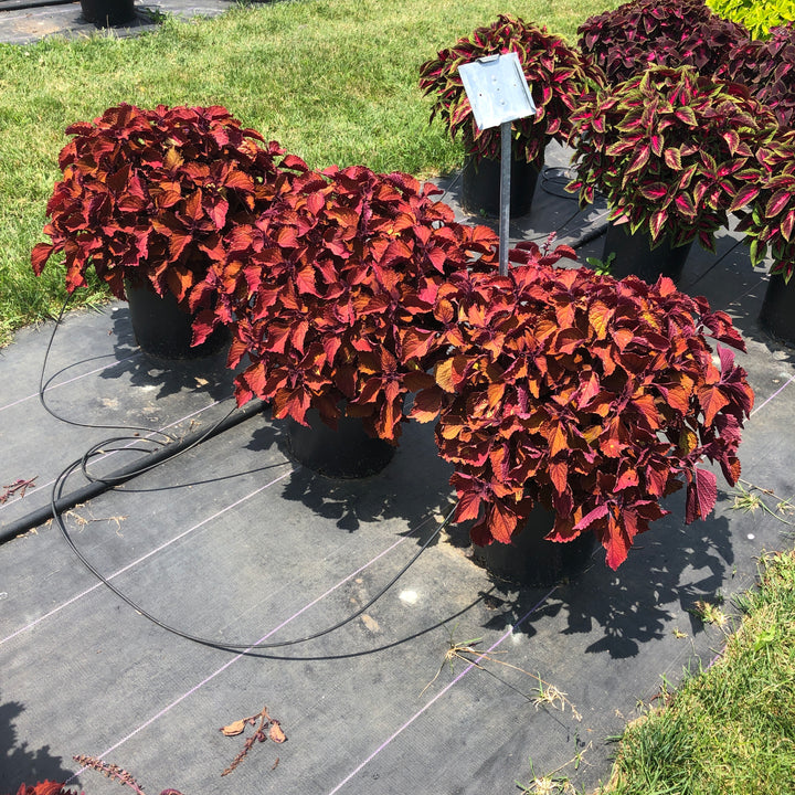 Solenostemon scutellarioides 'Main Street Wall Street' ~ Main Street Wall Street™ Coleus-ServeScape