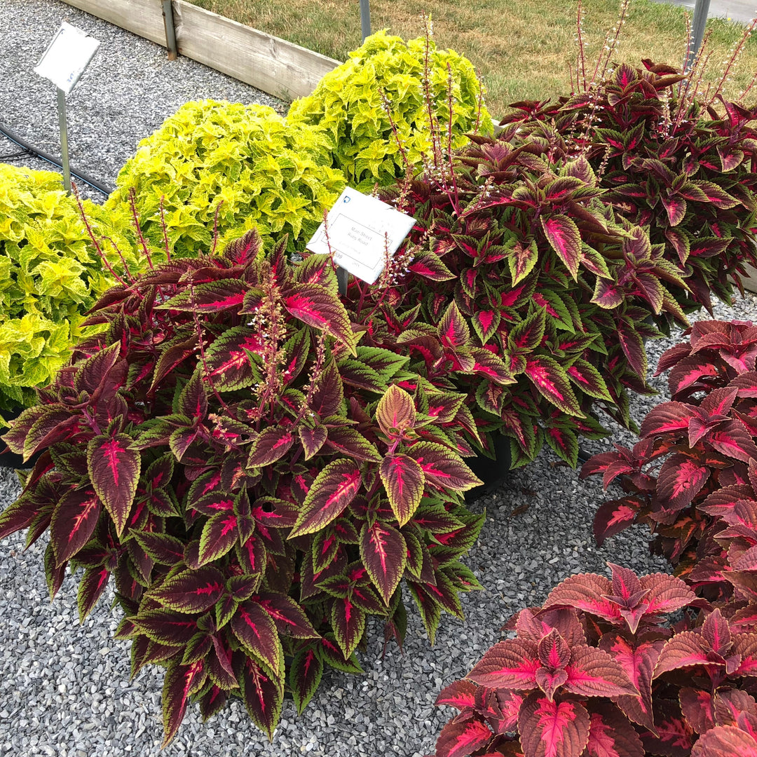 Solenostemon scutellarioides 'Main Street Ruby Road' ~ Main Street Ruby Road™ Coleus-ServeScape