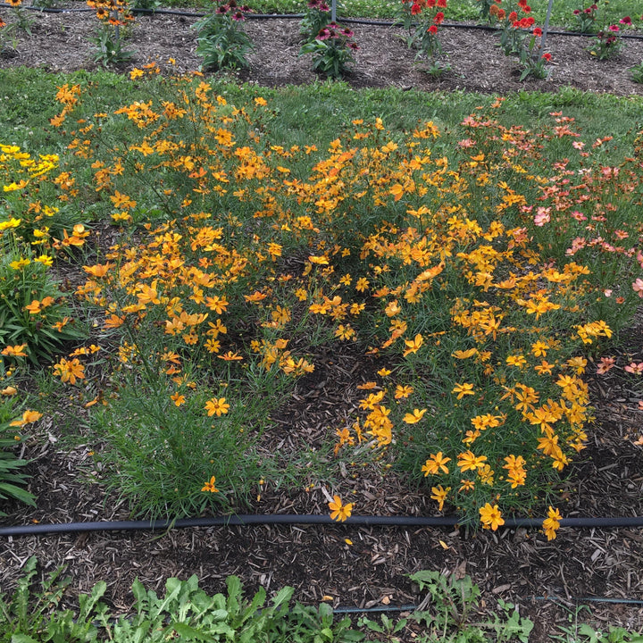 Coreopsis 'Fall Sensation Amber' ~ Fall Sensation™ Amber Coreopsis-ServeScape