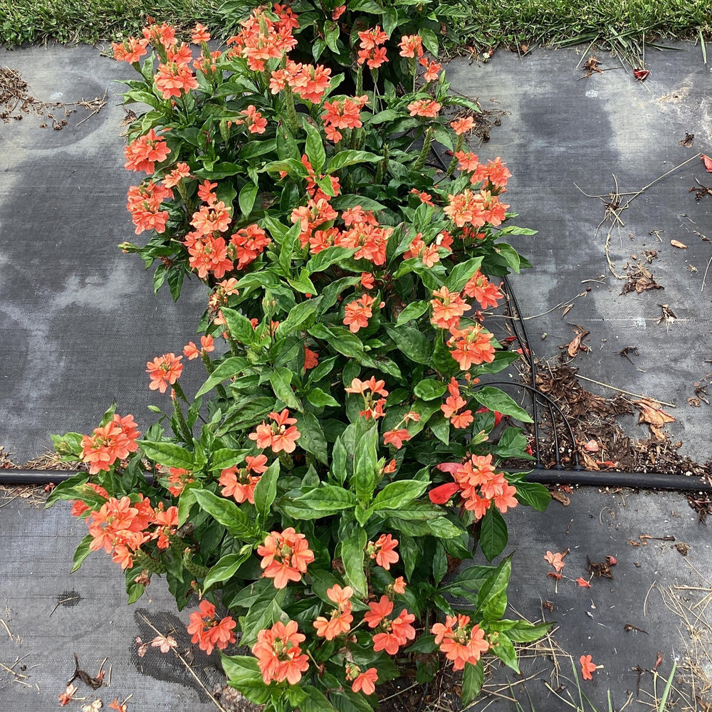 Crossandra infundibuliformis 'Watermelon' ~ Watermelon Crossandra-ServeScape