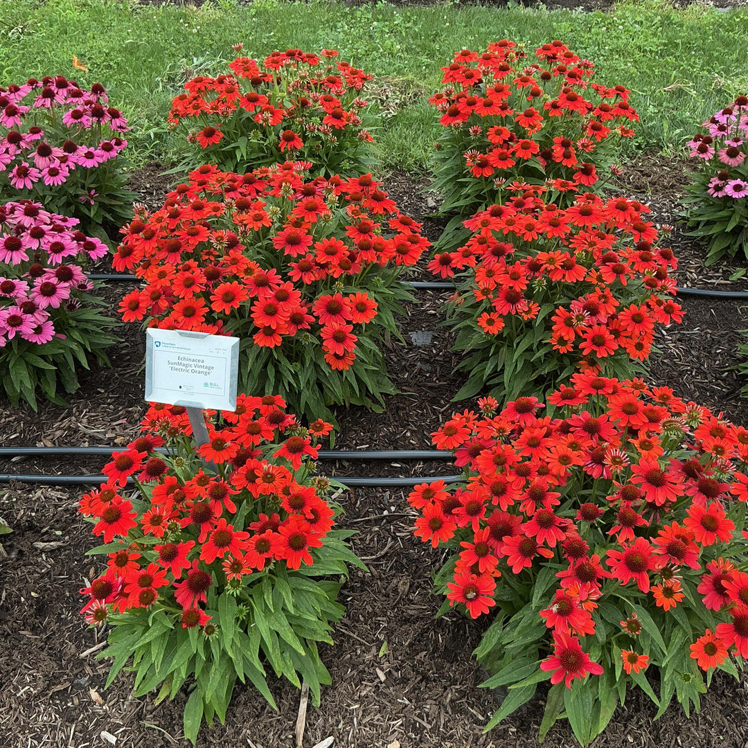 Echinacea purpurea 'SunMagic Vintage Electric Orange' ~ SunMagic® Vintage Electric Orange Echinacea-ServeScape