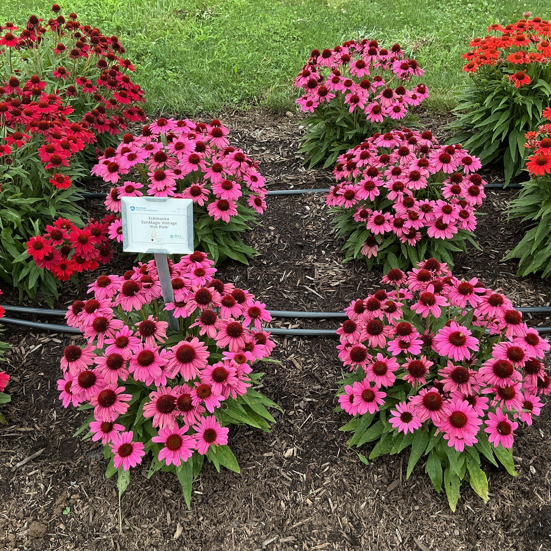 Echinacea purpurea 'SunMagic Vintage Hot Pink' ~ SunMagic® Vintage Hot Pink Echinacea-ServeScape