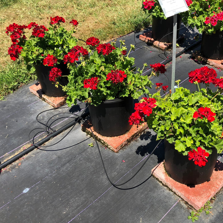 Pelargonium interspecific 'Calliope Medium Dark Red' ~ Calliope® Medium Dark Red Geranium-ServeScape