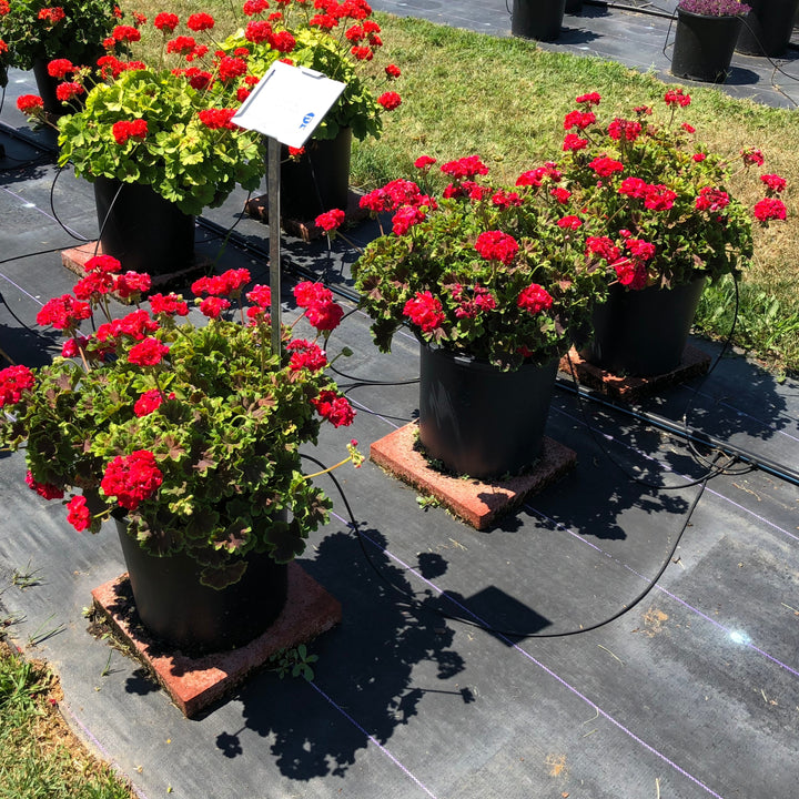 Pelargonium zonal 'Brocade Cherry Night' ~ Brocade Cherry Night Zonal Geranium-ServeScape
