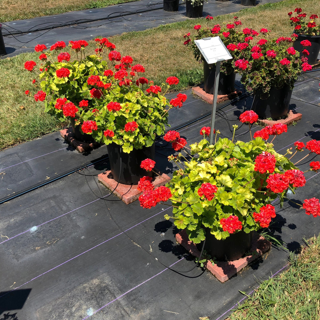 Pelargonium zonal 'Brocade Fire' ~ Brocade Fire Zonal Geranium-ServeScape
