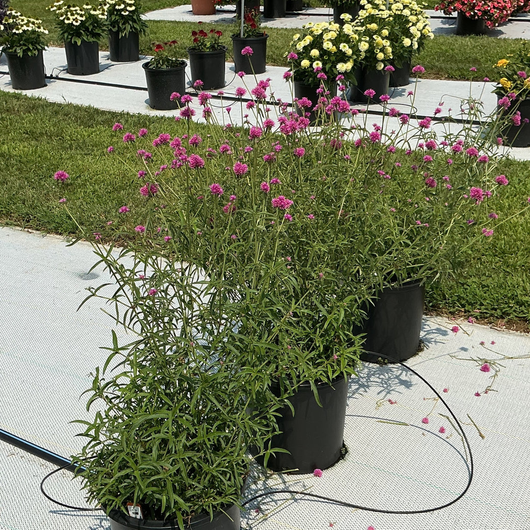 Gomphrena 'Fireball Pink' ~ Fireball Pink Globe Amaranth-ServeScape