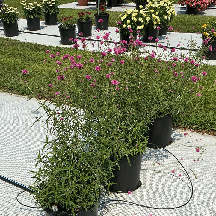 Gomphrena 'Fireball Pink' ~ Fireball Pink Globe Amaranth-ServeScape