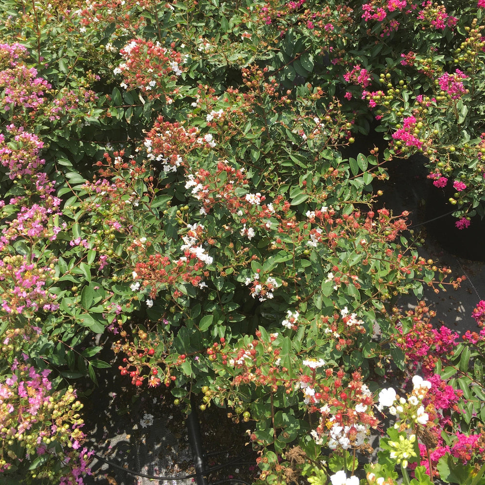 Lagerstroemia 'G18147' ~ GreatMyrtle™ French Vanilla Crape Myrtle-ServeScape