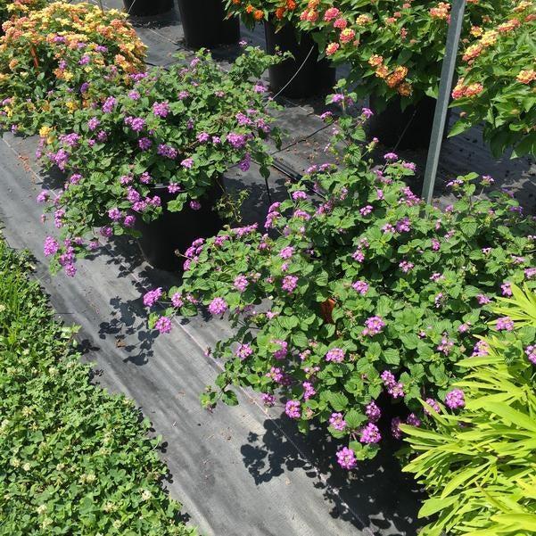 Lantana montevidensis 'Purple Falls' ~ Purple Falls Lantana-ServeScape