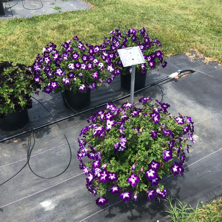 Petunia hybrid 'Wespercrabefra’ ~ Crazytunia® Berry Frappe Petunia-ServeScape
