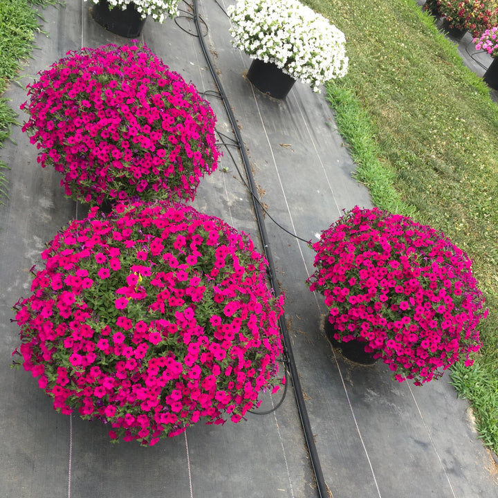 Petunia x ' Itsy Magenta' ~ Itsy™ Magenta Petunia-ServeScape