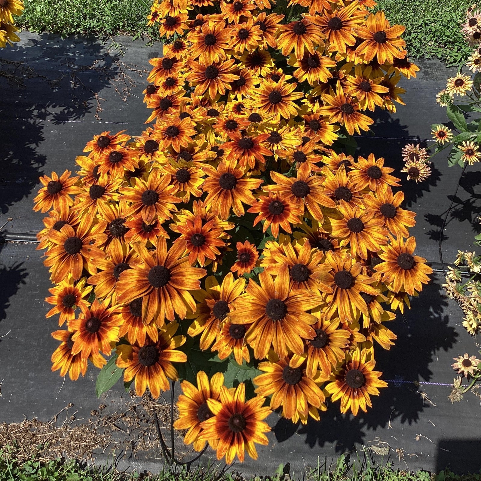 Rudbeckia hirta 'Sunbeckia Sarah' ~ Sunbeckia® Sarah Black-Eyed Susan-ServeScape