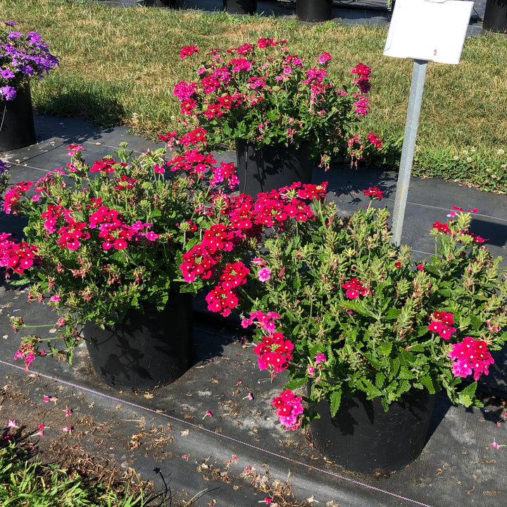 Verbena x hybrida 'Balfireburgim' ~ Firehouse™ Burgundy Verbena-ServeScape