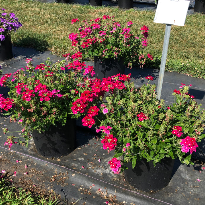 Verbena x hybrida 'Balfireburgim' ~ Monrovia® Firehouse™ Burgundy Verbena-ServeScape