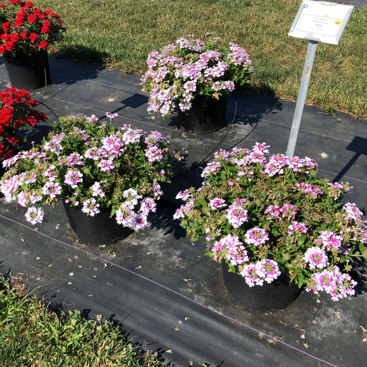 Verbena x hybrida 'Balfirepizzim' ~ Firehouse™ Purple Fizz Verbena-ServeScape