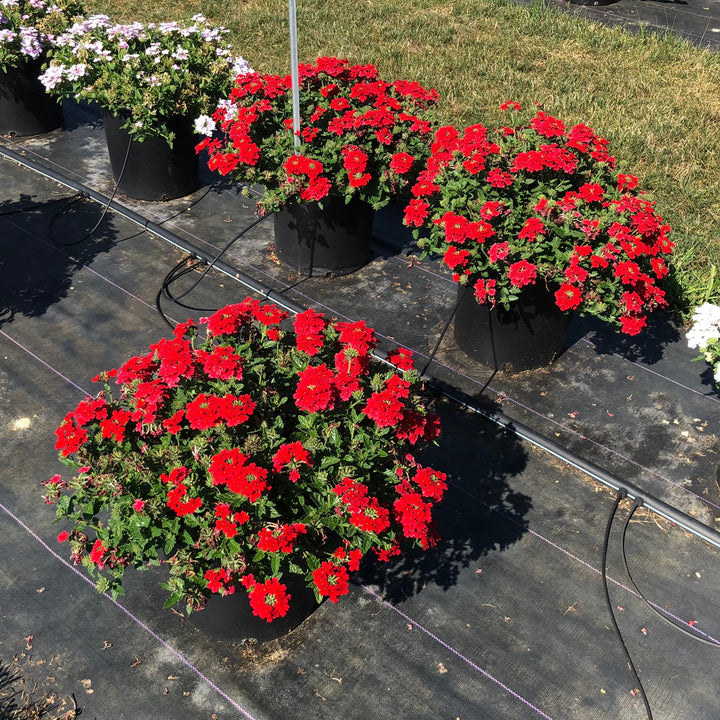 Verbena x hybrida 'Balfired' ~ Firehouse™ Red Verbena-ServeScape
