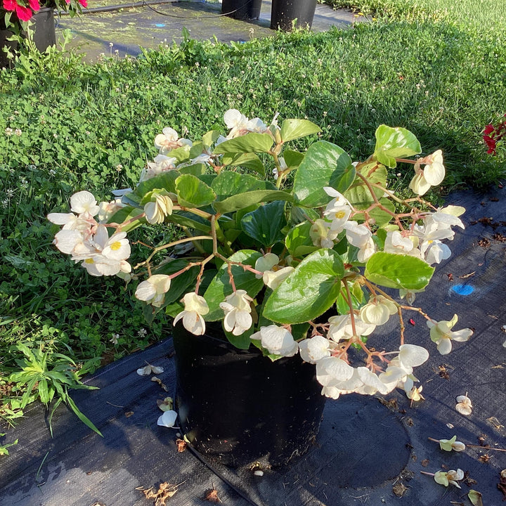 Begonia x benariensis 'White With Green Leaf' ~ Whopper® White With Green Leaf Begonia-ServeScape