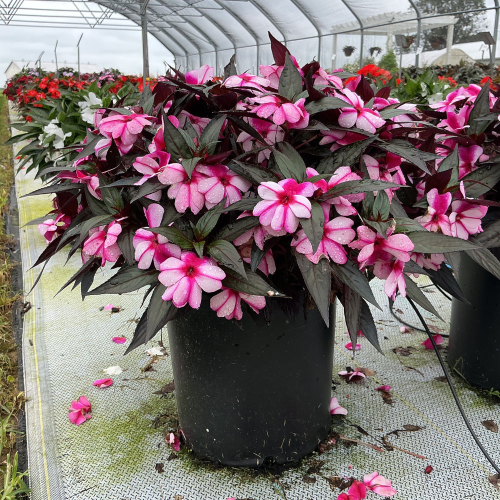 Impatiens hawkeri 'Magnum Violet Star' ~ Magnum Violet Star New Guinea Impatiens-ServeScape