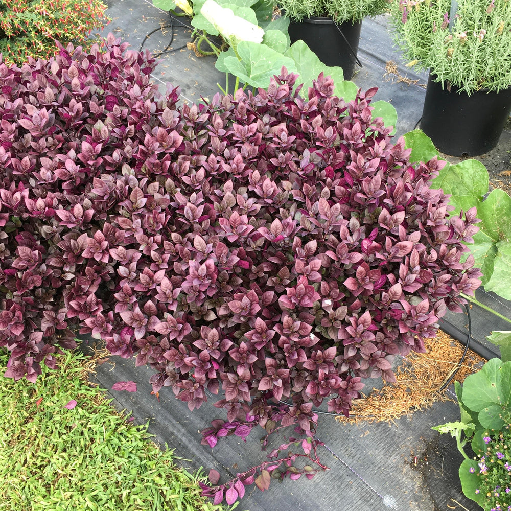 Alternanthera 'Coco Chili' ~ FanciFillers™ Coco Chili Joseph's Coat-ServeScape