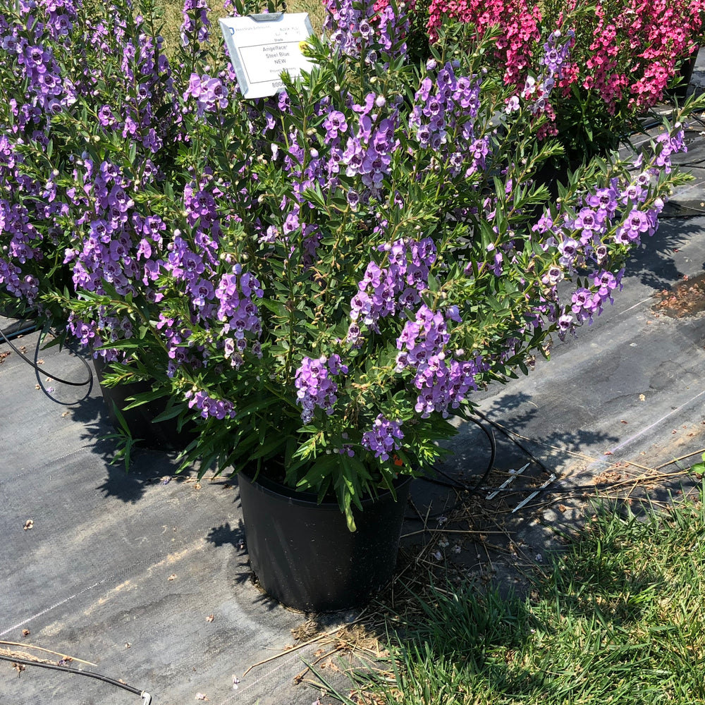 Angelonia hybrid 'ANSTEEL0’ ~ PW® Angelface® Steel Blue Summer Snapdragon-ServeScape
