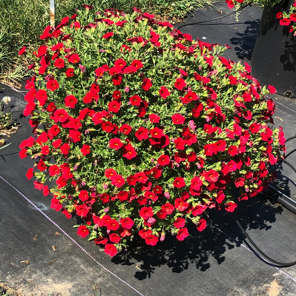 Calibrachoa hybrid 'Balcabrite' ~ Cabaret® Bright Red Calibrachoa-ServeScape