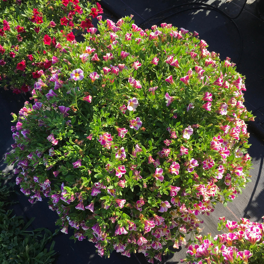 Calibrachoa 'Fancy Berry' ~ Candy Shop™ Fancy Berry Calibrachoa-ServeScape