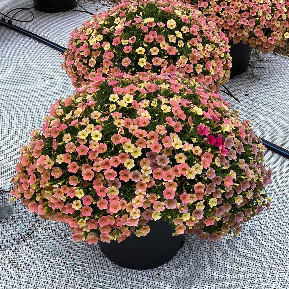 Calibrachoa hybrida 'Balchadap' ~ Cha-Cha™ Diva Apricot Calibrachoa-ServeScape