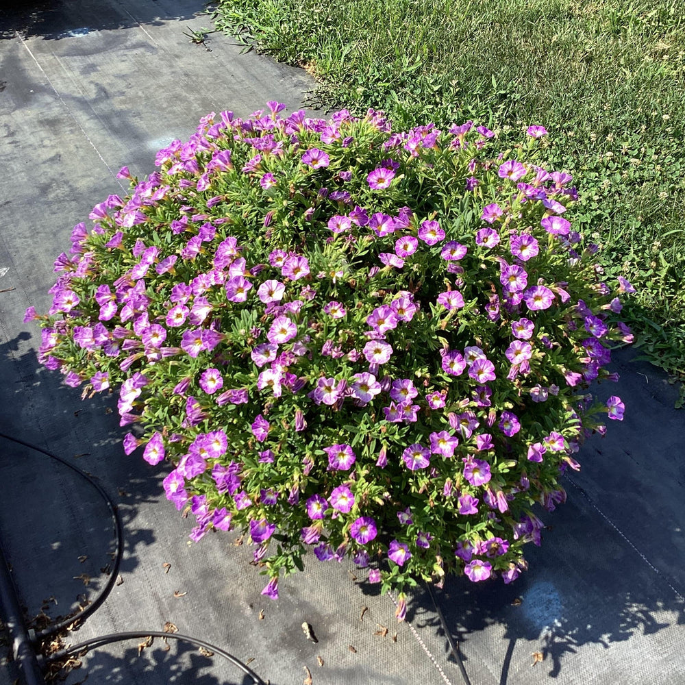Calibrachoa hybrida 'Balchadend' ~ Cha-Cha™ Diva Lavender Calibrachoa-ServeScape
