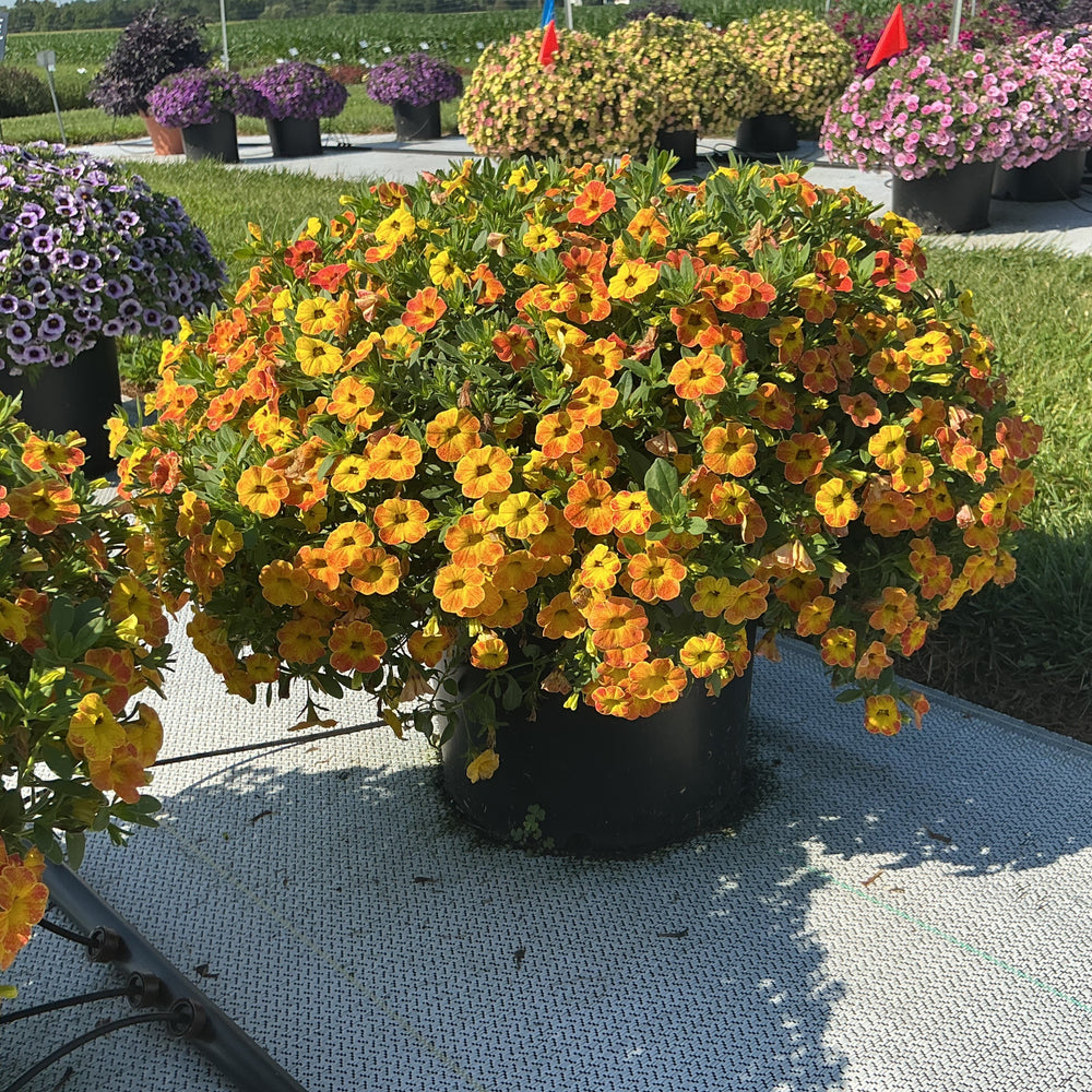 Calibrachoa hybrida 'Balchadior' ~ Cha-Cha™ Diva Orange Calibrachoa-ServeScape