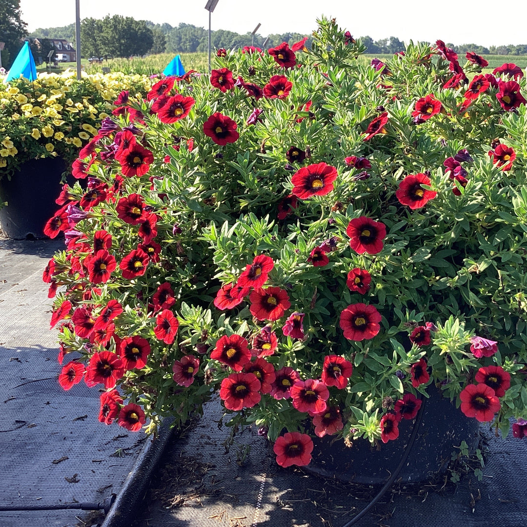 Calibrachoa hybrida 'Balchariss' ~ Cha-Cha™ Red Kiss Calibrachoa-ServeScape