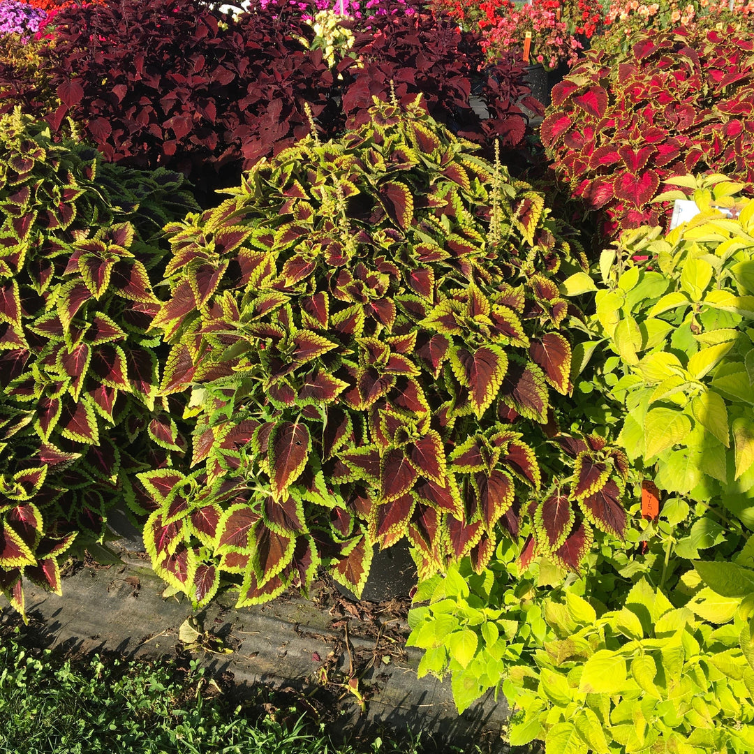 Solenostemon scutellarioides 'Main Street Alligator Alley' ~ Main Street Alligator Alley™ Coleus-ServeScape