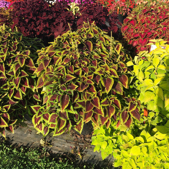 Solenostemon scutellarioides 'Main Street Alligator Alley' ~ Main Street Alligator Alley™ Coleus-ServeScape