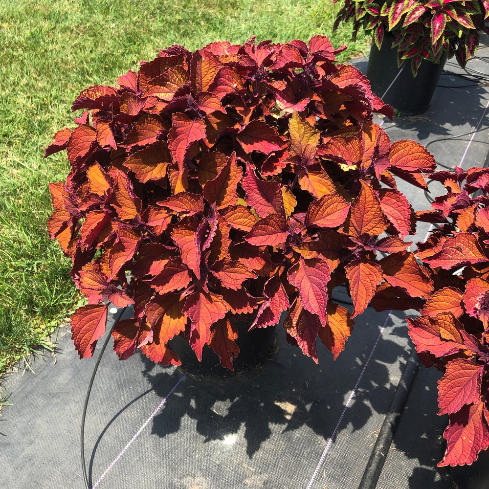 Solenostemon scutellarioides 'Main Street Wall Street' ~ Main Street Wall Street™ Coleus-ServeScape
