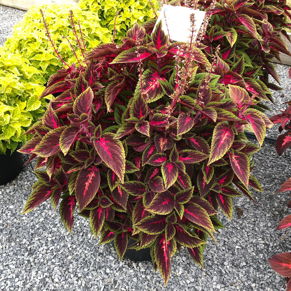 Solenostemon scutellarioides 'Main Street Ruby Road' ~ Main Street Ruby Road™ Coleus-ServeScape