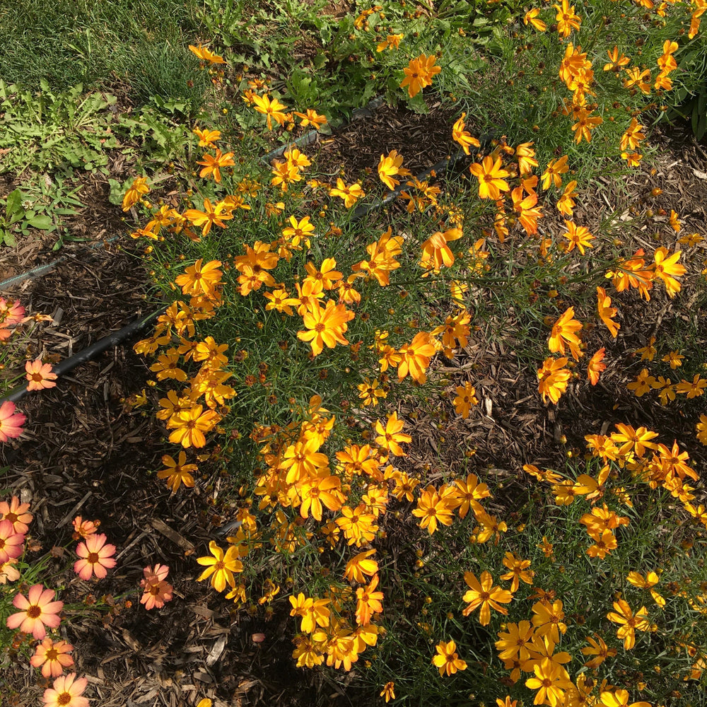 Coreopsis 'Fall Sensation Amber' ~ Fall Sensation™ Amber Coreopsis-ServeScape