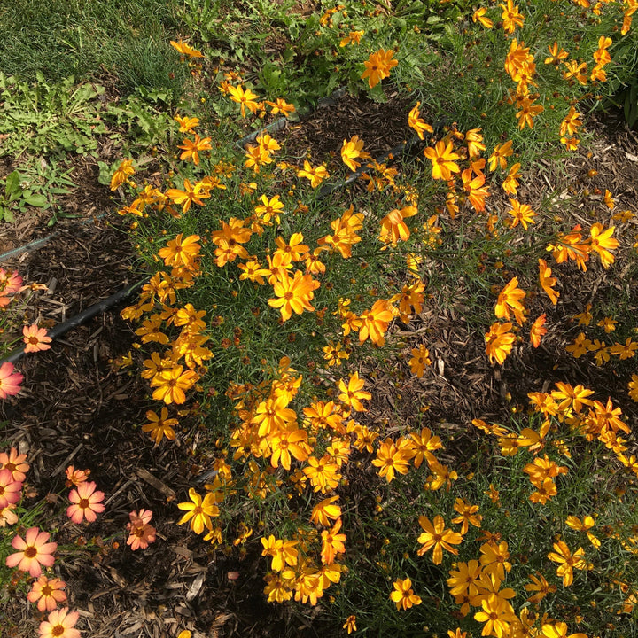 Coreopsis 'Fall Sensation Amber' ~ Fall Sensation™ Amber Coreopsis-ServeScape