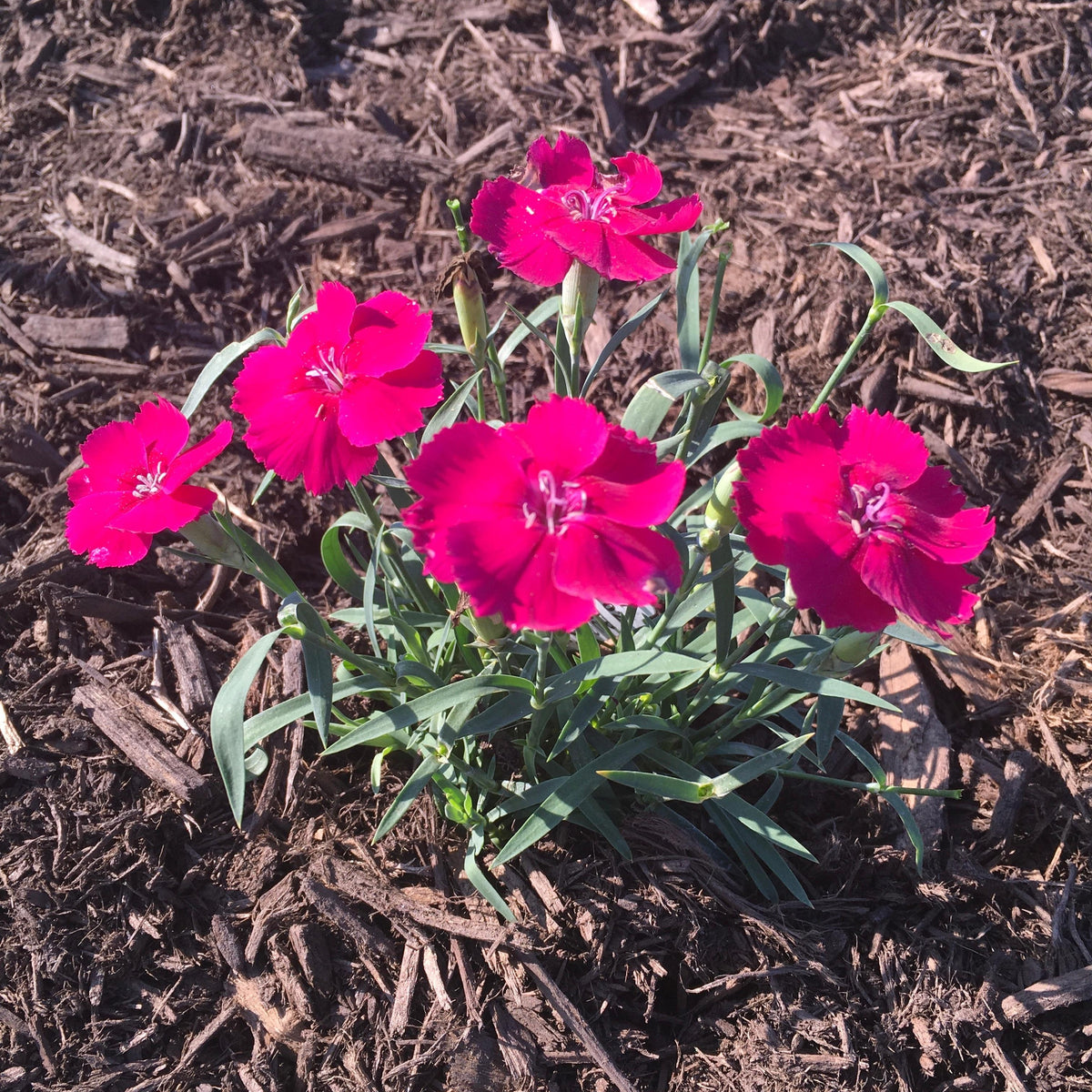 Dianthus 'Mad Magenta' ~ Mad Magenta Dianthus-ServeScape