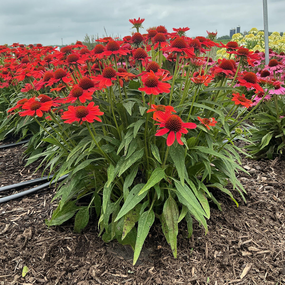 Echinacea purpurea 'SunMagic Vintage Electric Orange' ~ SunMagic® Vintage Electric Orange Echinacea-ServeScape