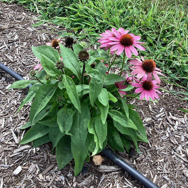 Echinacea purpurea 'SunMagic Vintage Fuchsia' ~ SunMagic® Vintage Fuchsia Echinacea-ServeScape