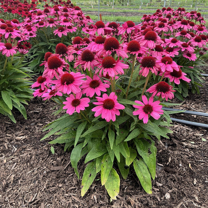 Echinacea purpurea 'SunMagic Vintage Hot Pink' ~ SunMagic® Vintage Hot Pink Echinacea-ServeScape