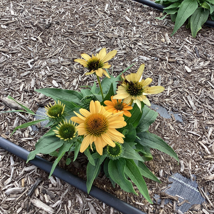 Echinacea purpurea 'SunMagic Vintage Mango' ~ SunMagic® Vintage Mango Echinacea-ServeScape