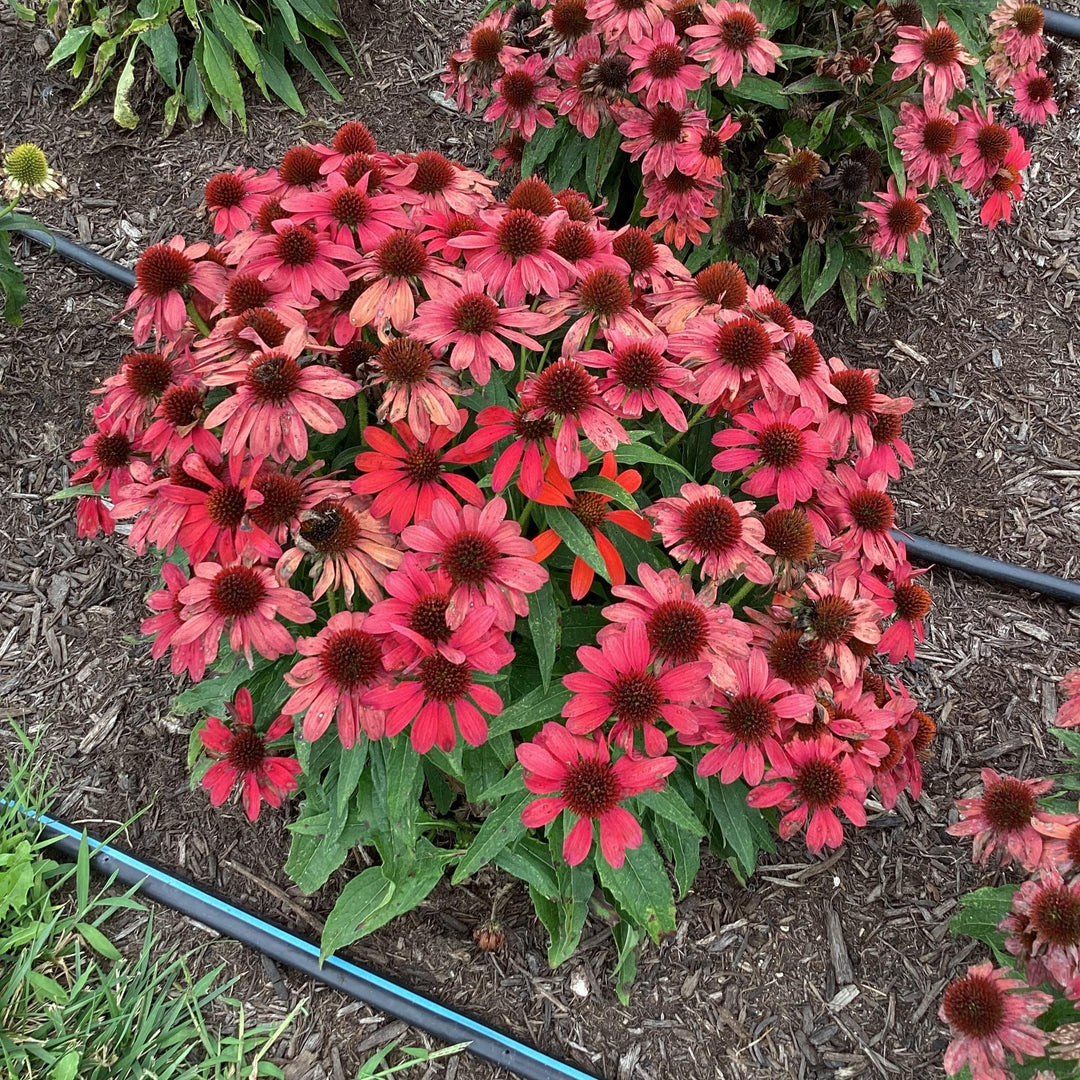 Echinacea purpurea 'SunMagic Vintage Ruby' ~ SunMagic® Vintage Ruby Echinacea-ServeScape