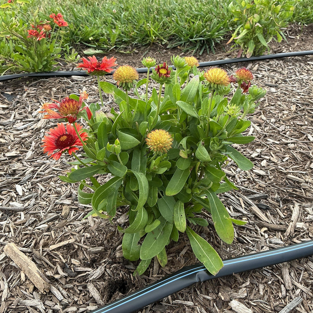Gaillardia aristata 'FLOGB0014' ~ Monrovia® Guapa Red Blanket Flower-ServeScape