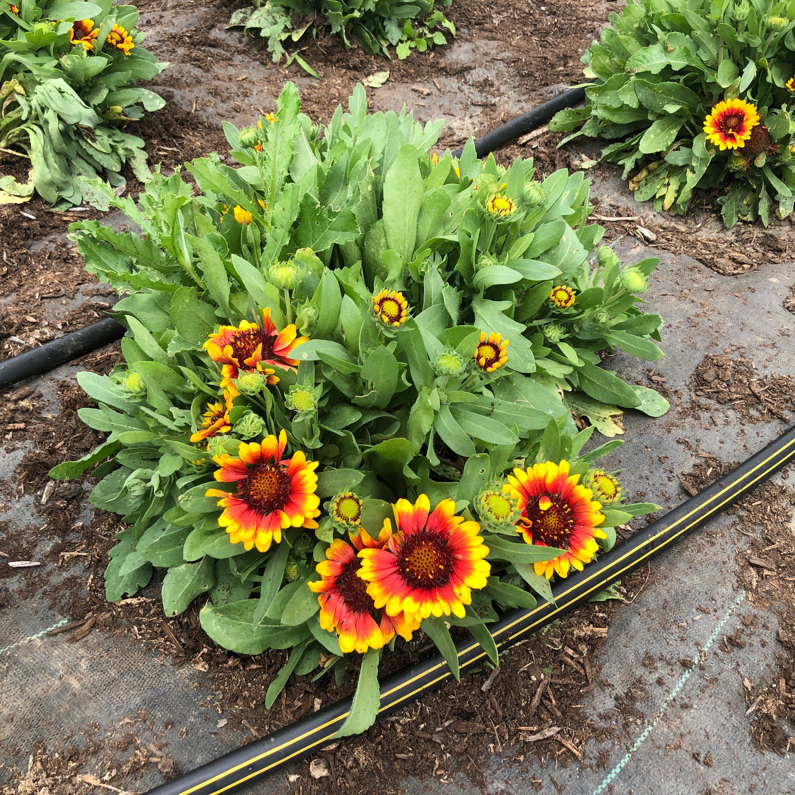 Spintop red discount starburst blanket flower