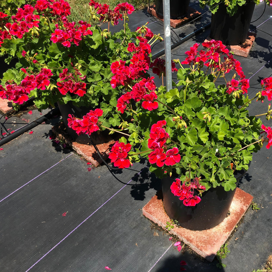 Pelargonium interspecific 'Calliope Crimson Flame' ~ Calliope® Medium Crimson Flame Geranium-ServeScape