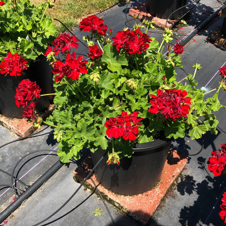 Pelargonium interspecific 'Calliope Medium Dark Red' ~ Calliope® Medium Dark Red Geranium-ServeScape