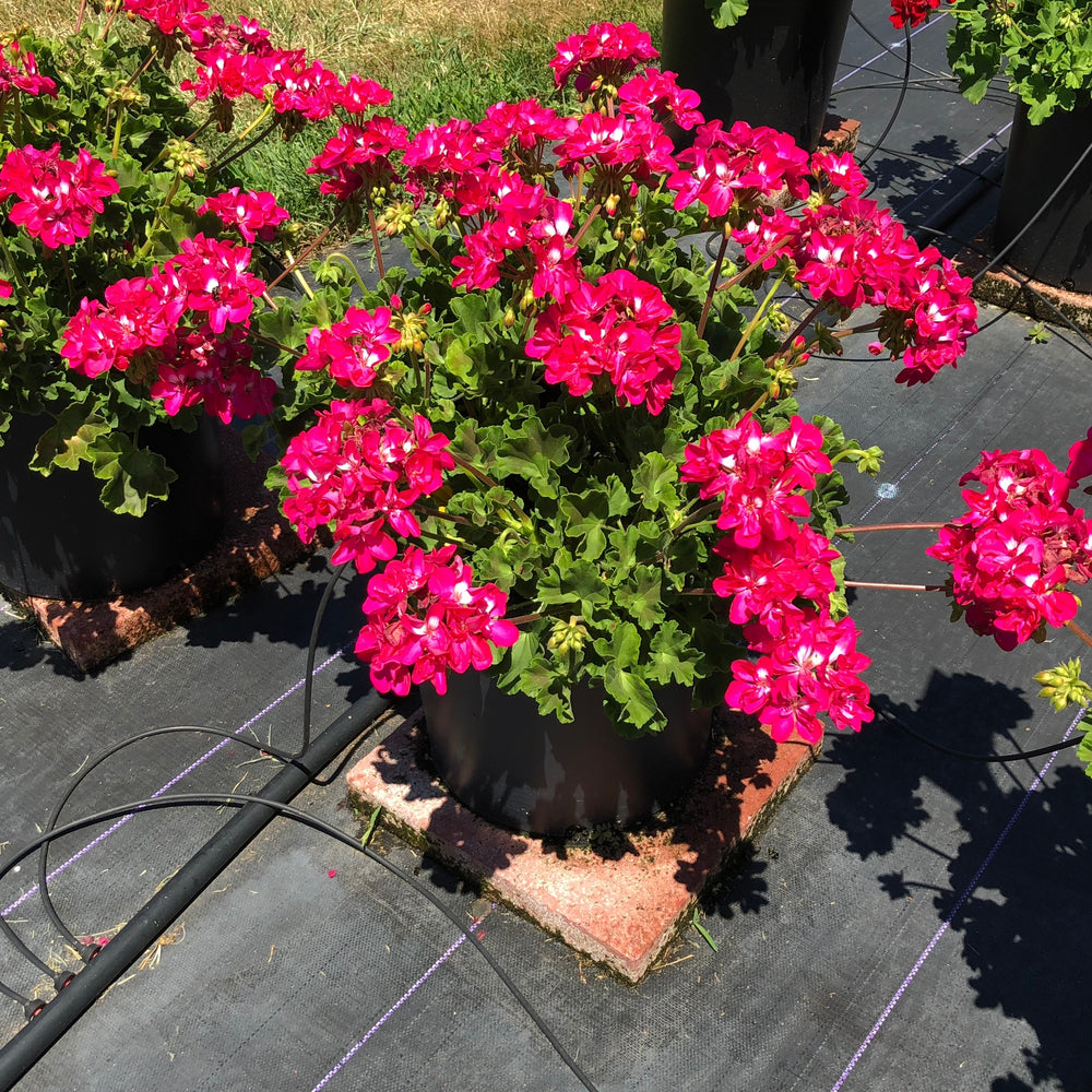 Pelargonium interspecific 'Calliope Hot Rose' ~ Calliope® Medium Hot Rose Geranium-ServeScape